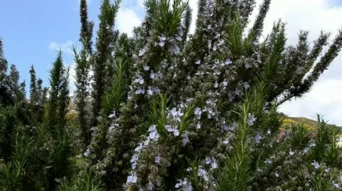 Rosemary Video stock 10881067