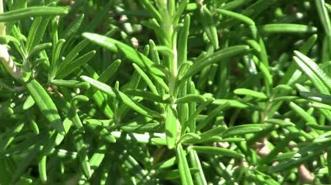Rosemary Stock Footage 11626638