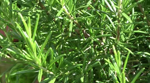 Rosemary Видео 11626646