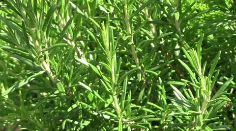 Rosemary Vidéo 11626648