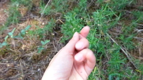 Rosemary Stockbeeldmateriaal 101595558