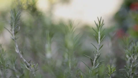 Rosemary In Front Yard 03 Stock Footage 325062700