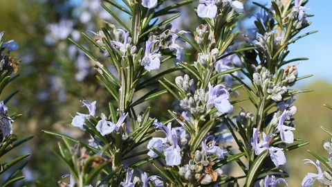 Rosemary in the garden Stock Footage 128395725