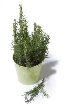 Rosemary in green bucket Фото