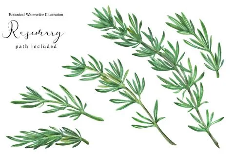 Rosemary green stem branches Illustrazione stock