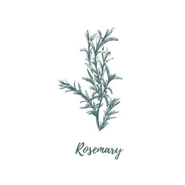 Rosemary hand drawing. Stock Illustration