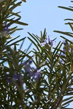 Rosemary herb in bloom Stock Photos
