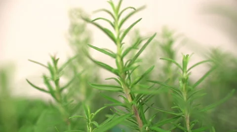 Rosemary Herb Close Up Vidéo 46847619