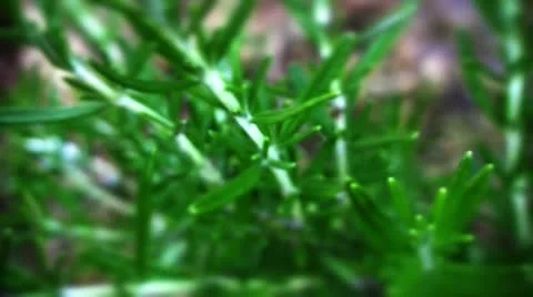 Rosemary herb Video stock 10825100