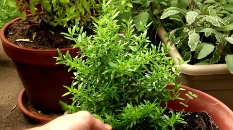 Rosemary herb Stock-Footage 53310423