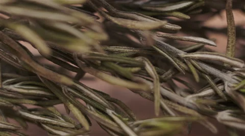 Rosemary Herb Macro Dolly Stock Footage 45949025