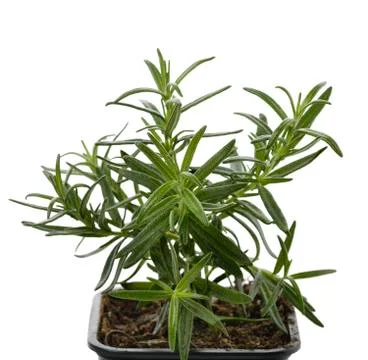 Rosemary herb Stock Photos