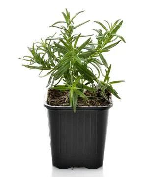 Rosemary herb Stock Photos