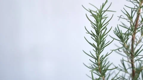 Rosemary Herbs Moved by the Wind Stock Footage 167617790