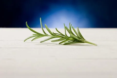 Rosemary highlighted by spot light Stock Photos