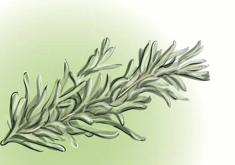 Rosemary Stock Illustration