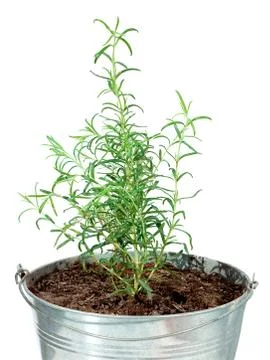 Rosemary inside a tin pot over a white background, Rosmarinus officinalis Stock Photos