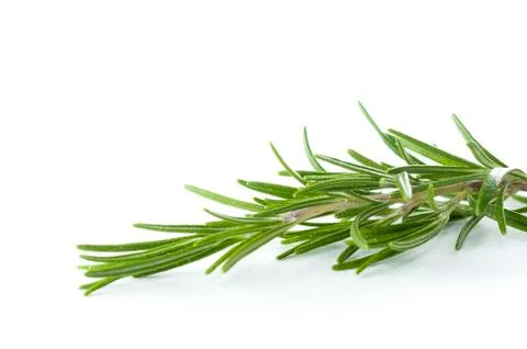 Rosemary isolated Stock Photos