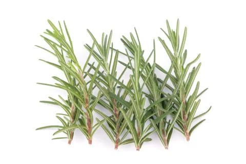 Rosemary isolated on white background Stock Photos