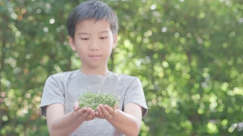 Rosemary leaf in kid hand 스톡 동영상 145713977