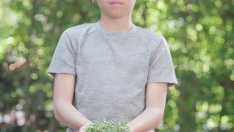 Rosemary leaf in kid hand 스톡 동영상 146295042