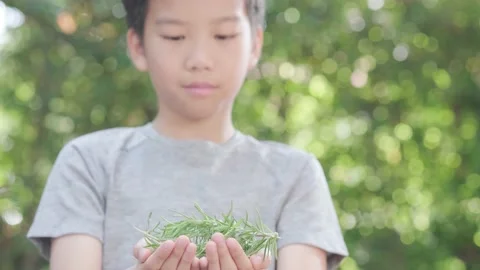 Rosemary leaf in kid hand Stock Footage 146720153