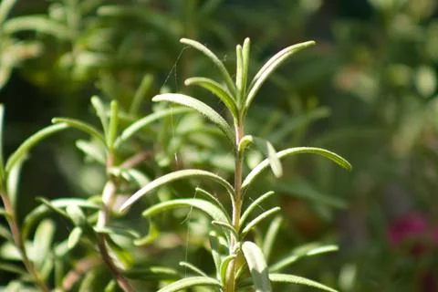 Rosemary leaves closeup view with blurred green plants in background Stock Photos