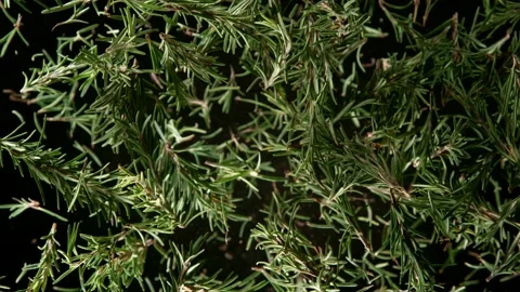 Rosemary leaves explosion Vidéo 165567494