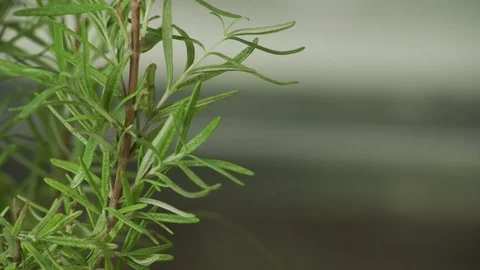 Rosemary leaves Video stock 83649686