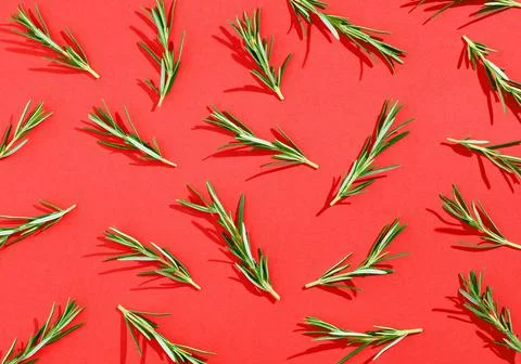 Rosemary pattern on red background, from above, hard shadow Foto stock
