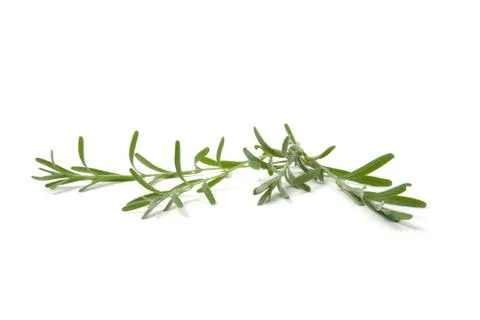 Rosemary Stock Photos