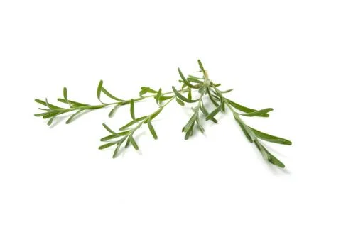 Rosemary Foto stock