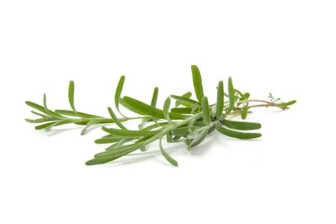 Rosemary 库存照片
