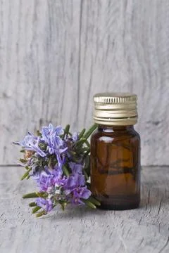 Rosemary. Stock Photos
