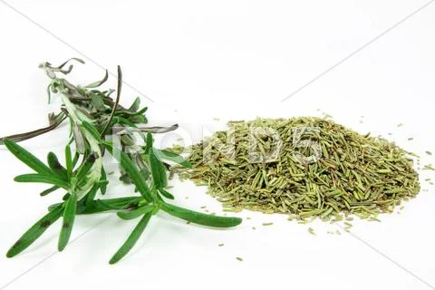 Rosemary. Stock Photos
