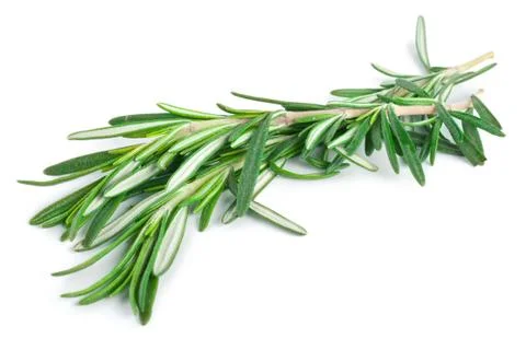 Rosemary Stock Photos