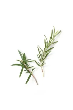 Rosemary Stock Photos