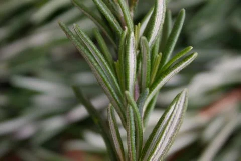 Rosemary Stock Photos