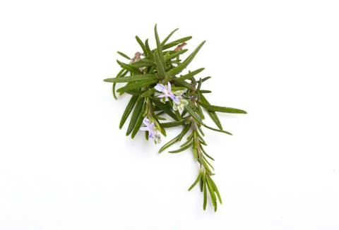 Rosemary Stock Photos