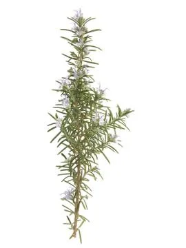 Rosemary Stock Photos
