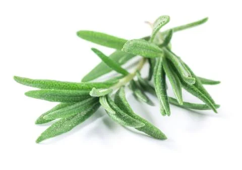 Rosemary Stock Photos