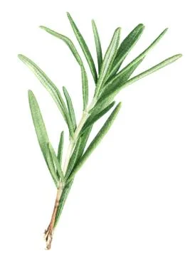 Rosemary Stock Photos