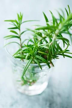 Rosemary Stock-Fotos