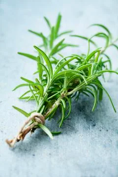 Rosemary Stock Photos