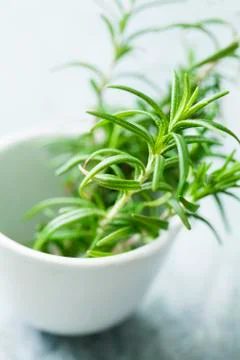 Rosemary Stock Photos