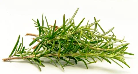 Rosemary Stock Photos