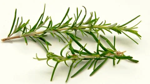 Rosemary Stock Photos