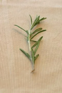 Rosemary Stock Photos