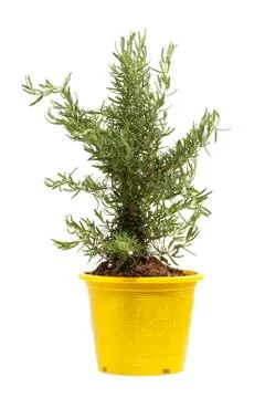 Rosemary Foto stock