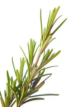 Rosemary Stock Photos